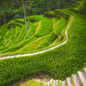 High Light Ubud Tour – A Journey Through Bali’s Heritage & Landscapes